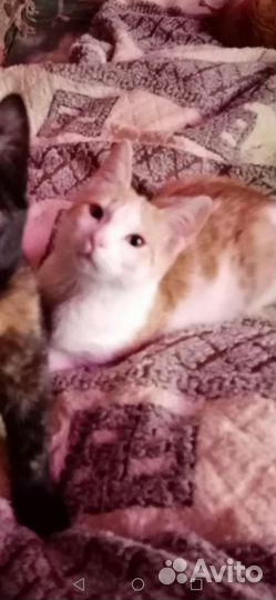 Котенок мальчик