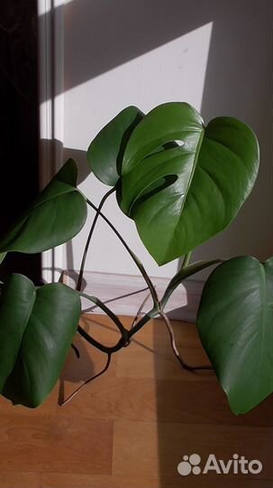 Монстера мелколистная