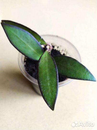 Хойи разные коллекционные