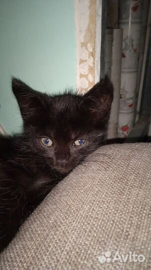 Котята отдам бесплатно