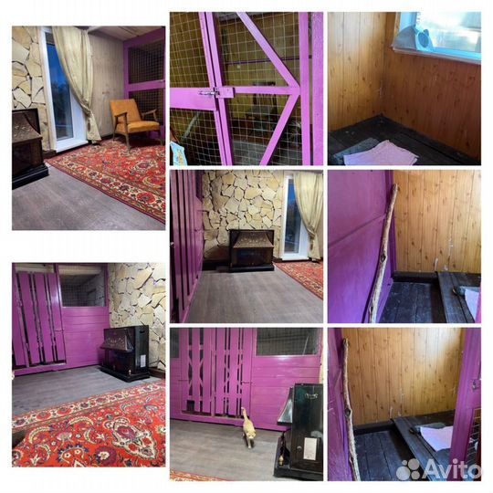 Передержка кошек и собак 