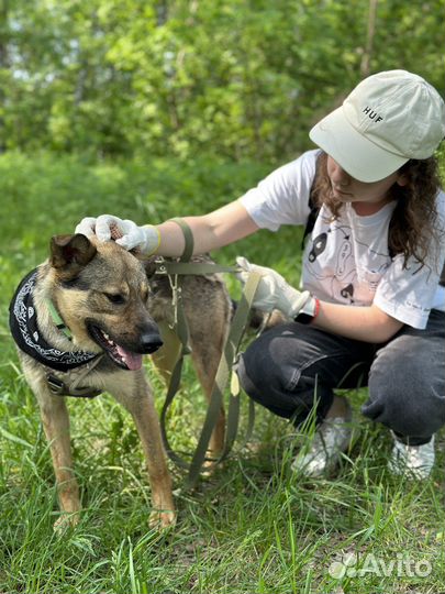 Милый пес будет верным другом