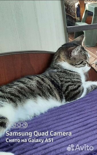 Кошечка-подросток