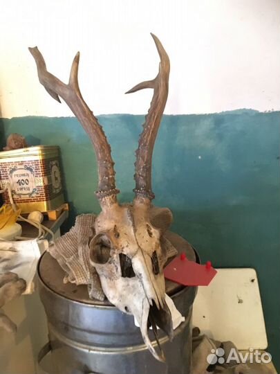 Рога косули