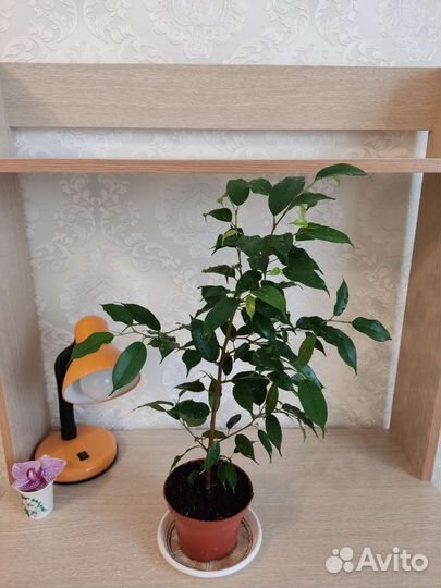 Фикус Бенджамина зелёный