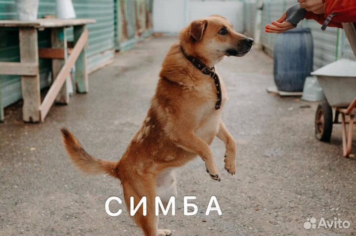 Смышленный Симба