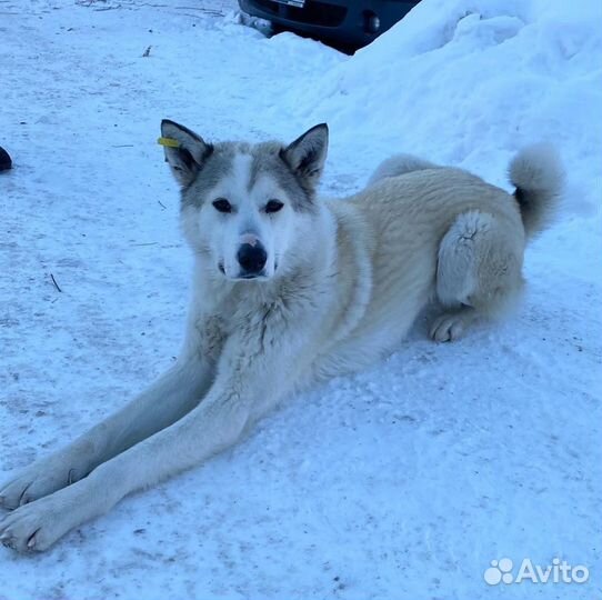 Лайка, кобель