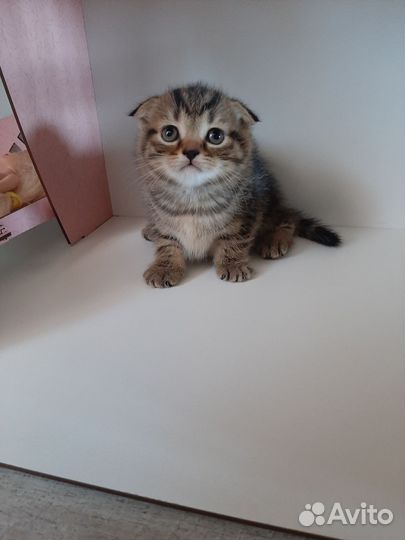 Шотландская