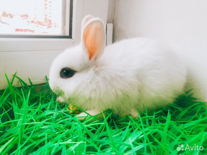 Карликовый кролик - хотот и другие породы