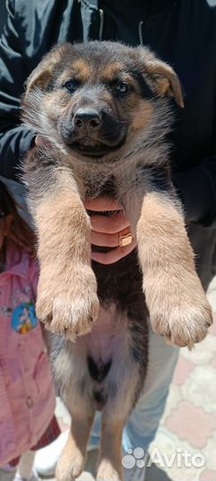 Продаются щенки немецкой овчарки