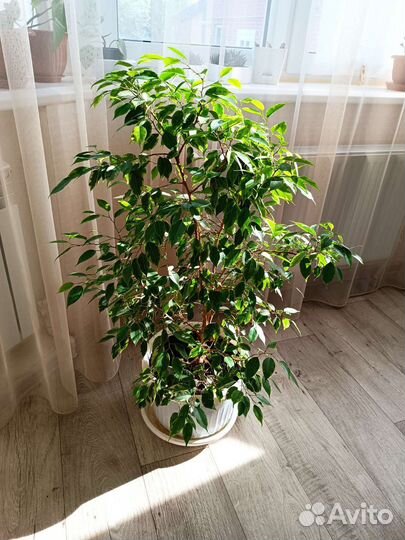 Фикус бенджамина пестролистный