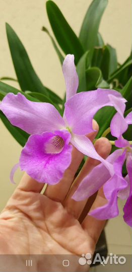 Каттлея/Cattleya