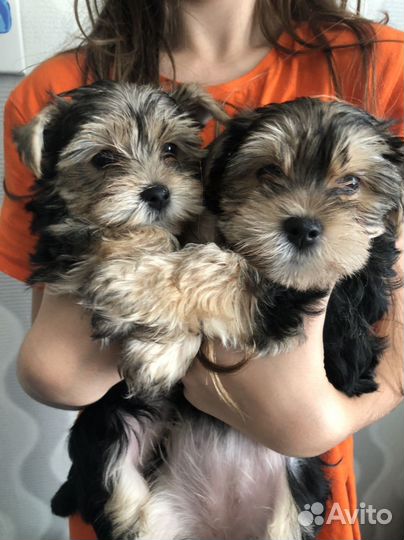 Йоркширский терьер щенки девочки стандарт