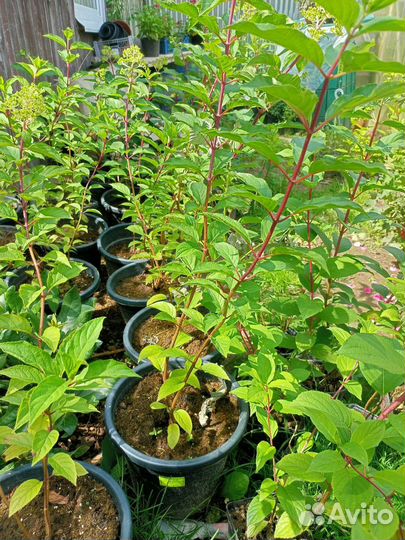 Гортензия метельчатая, древовидная