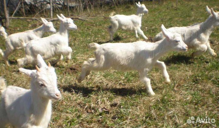 Козлята