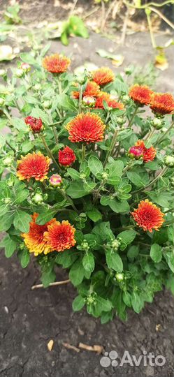 Хризантема шаровидная