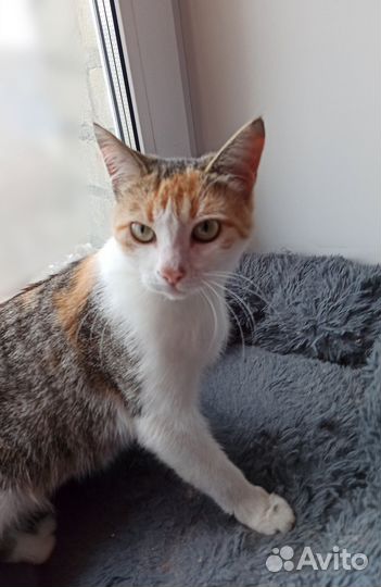 Кошка в дар бесплатно