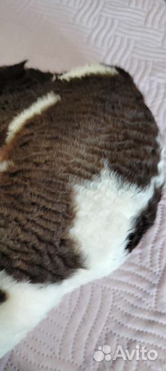 Девон-рекс кошка