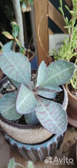 Комнатные цветы бесплатно бронь по 07.09