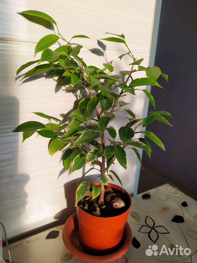 Фикус Бенджамин Старлайт