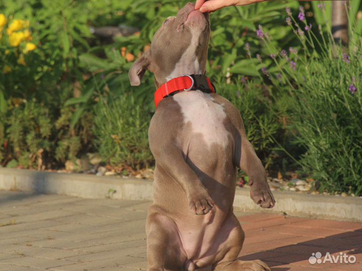 Американский булли микро