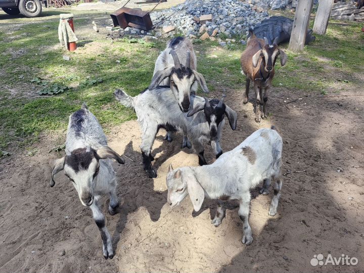 Нубийские козы