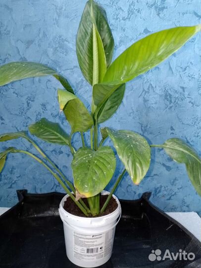 Спатифиллум