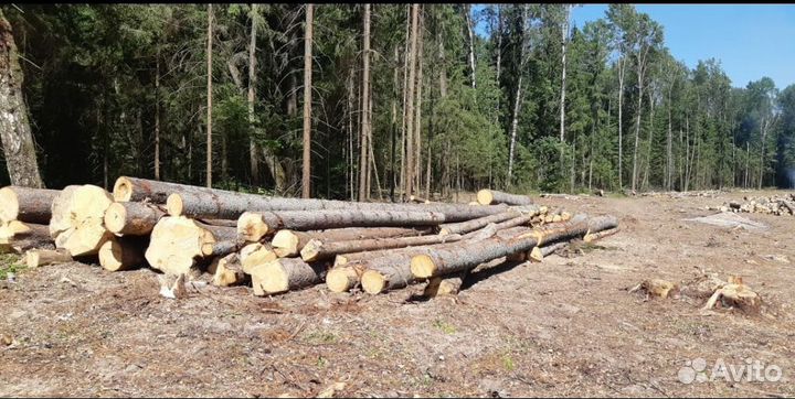 Вальщик леса