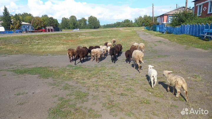 Овечки/Бараны
