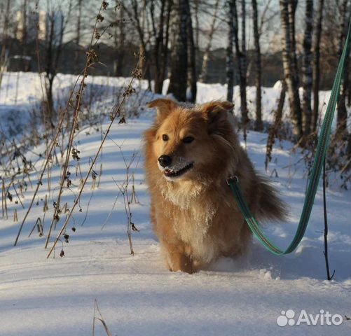 Собака в добрые руки