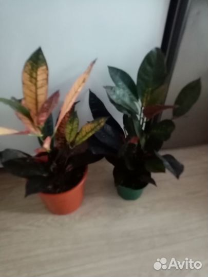 Кротон(Кодиеум )миссис айстон