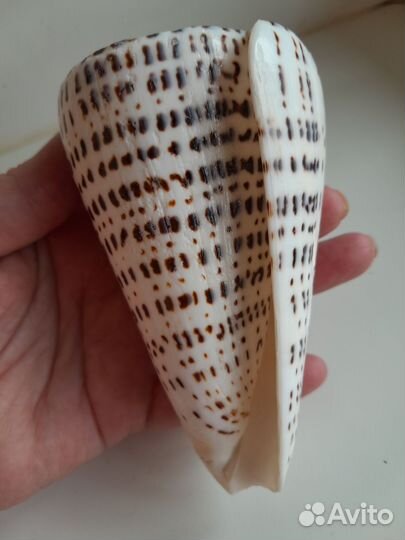 Ракушка Конус Литтератус