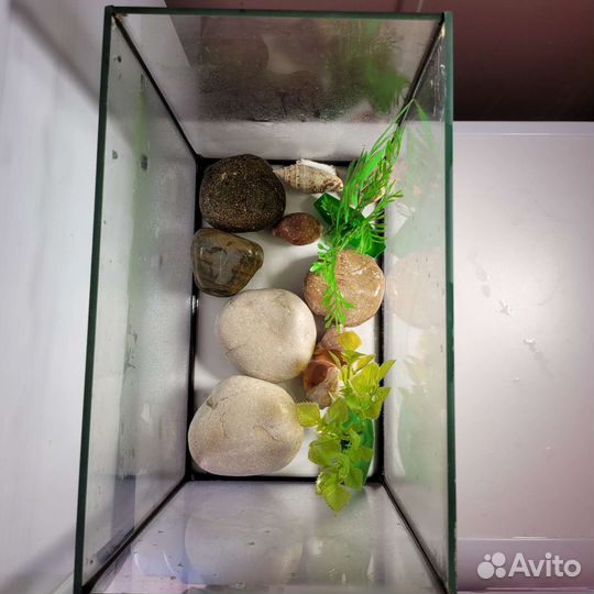 Аквариумы с ракушками, камнями, растениями