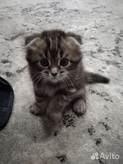 Котенок девочка в добрые руки