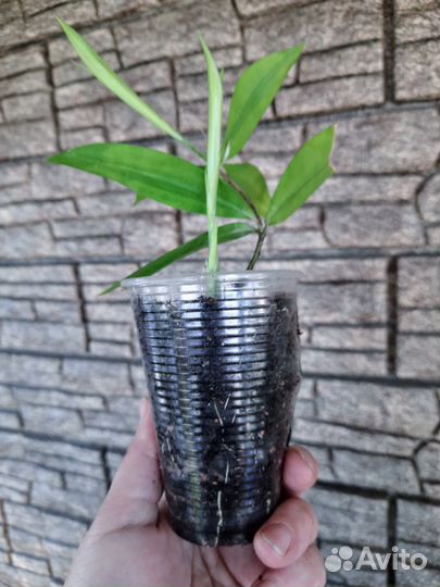 Комнатные цветы.Обновлен 1.11