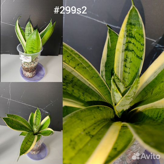 Сансевиерия Hahnii коллекция