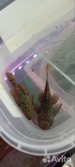 Аквариумные рыбки