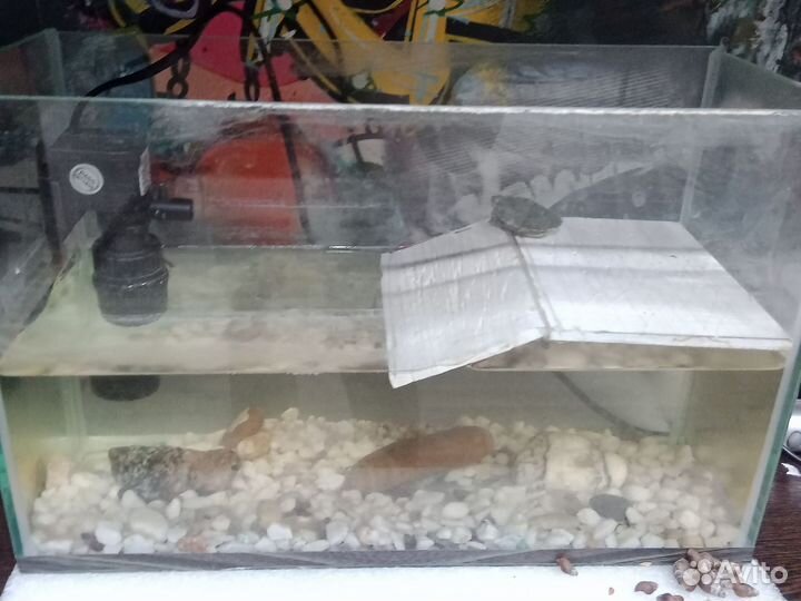 Красноухая черепаха