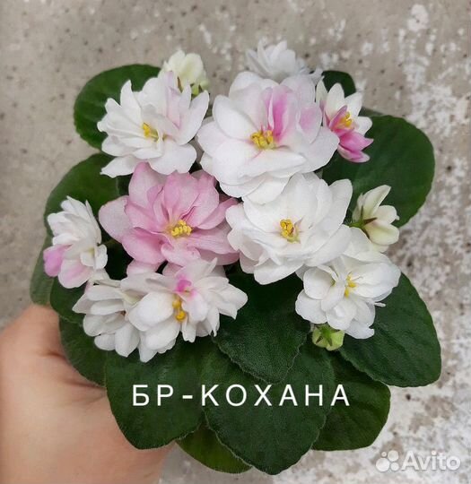 Фиалки набор 