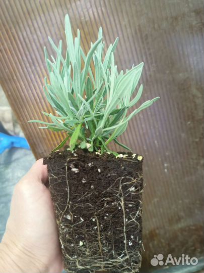 Розмарин, лаванда