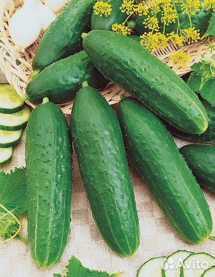 Огурец Садовый Магнат F1 (уд) 10 шт цв.п