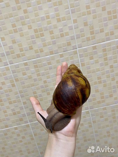 Улитки архахатины