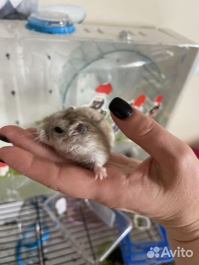 Хомяк с клеткой