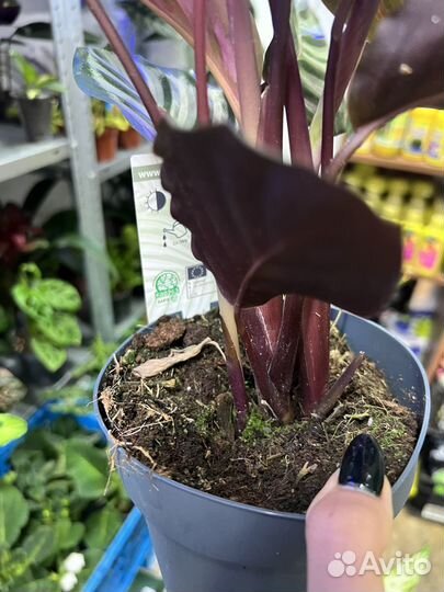 Калатея розеопикта Литце