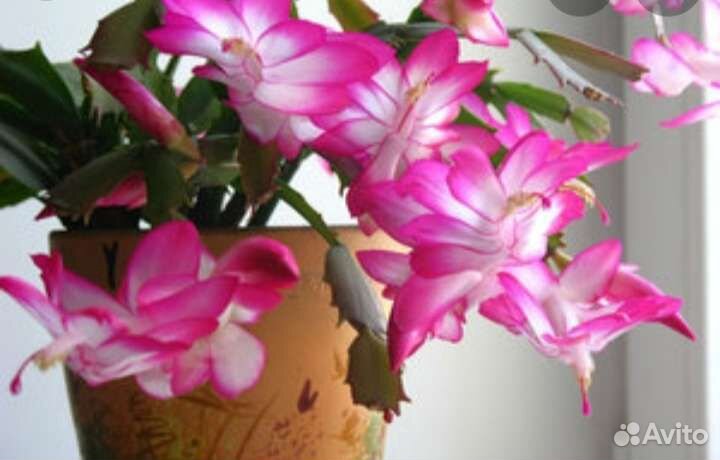 Цветы домашние