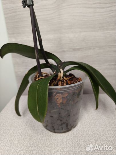 Орхидея фаленопсис Зоя (Galaxy), Melody, Персик