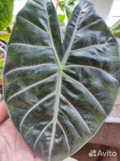 Алоказия гагеана вариег