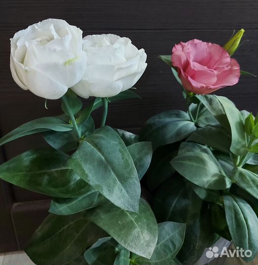 Эустома(Лизиантус) рассада