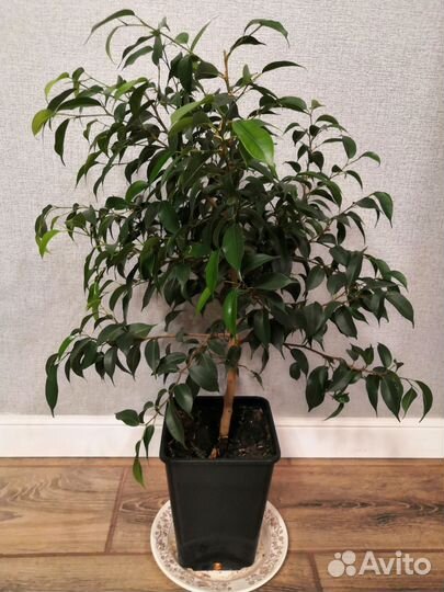 Фикус пестролистный и однотонный