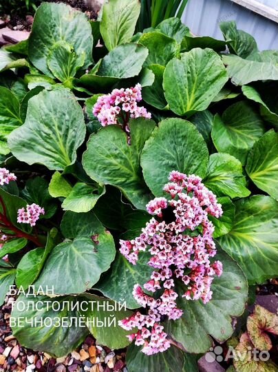 Цветы многолетники